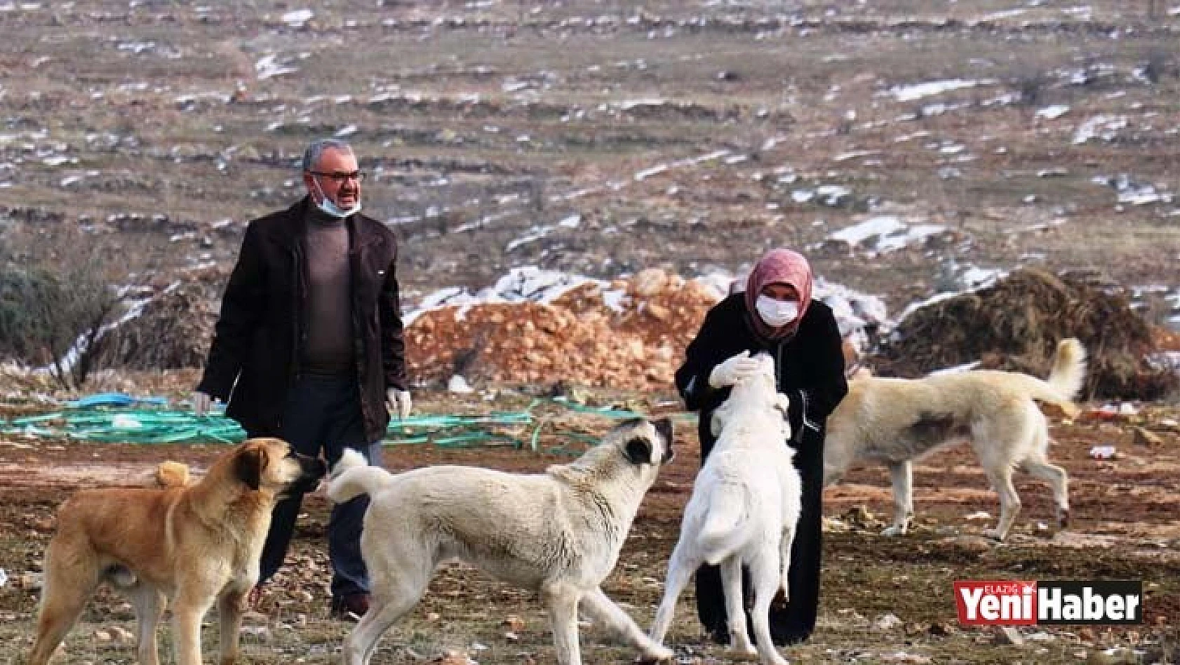 Sokak Köpeği Silahla Vurularak Öldürüldü
