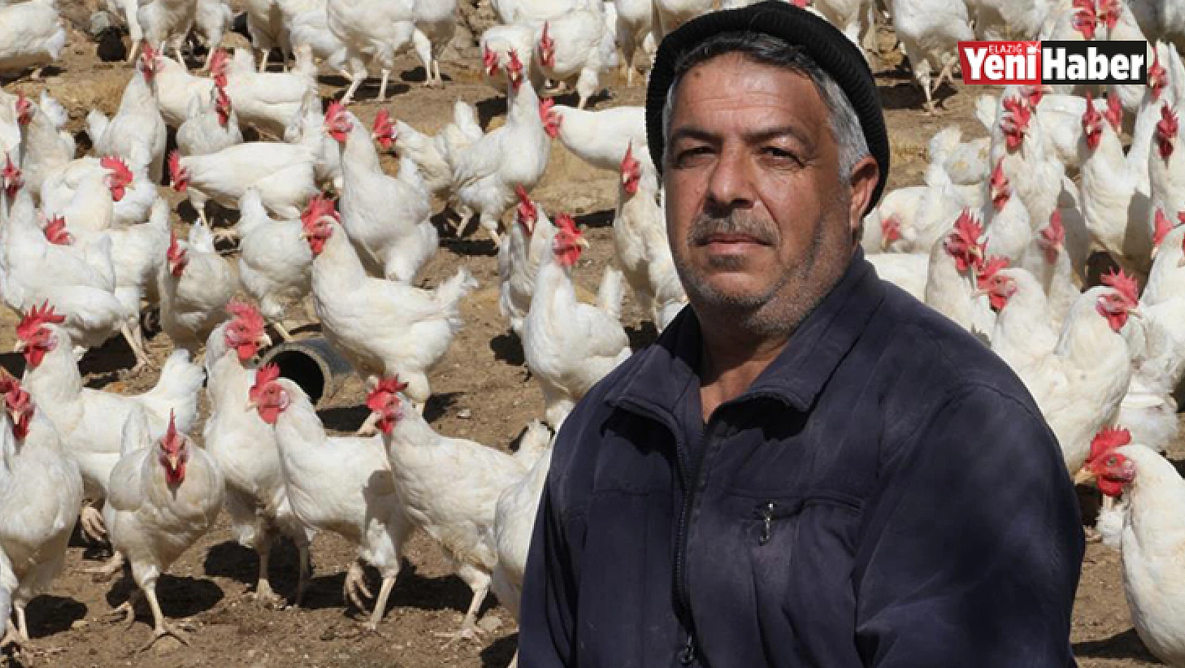 Fiyatlara Kızdı, Tavukları Ücretsiz Dağıtmaya Başladı