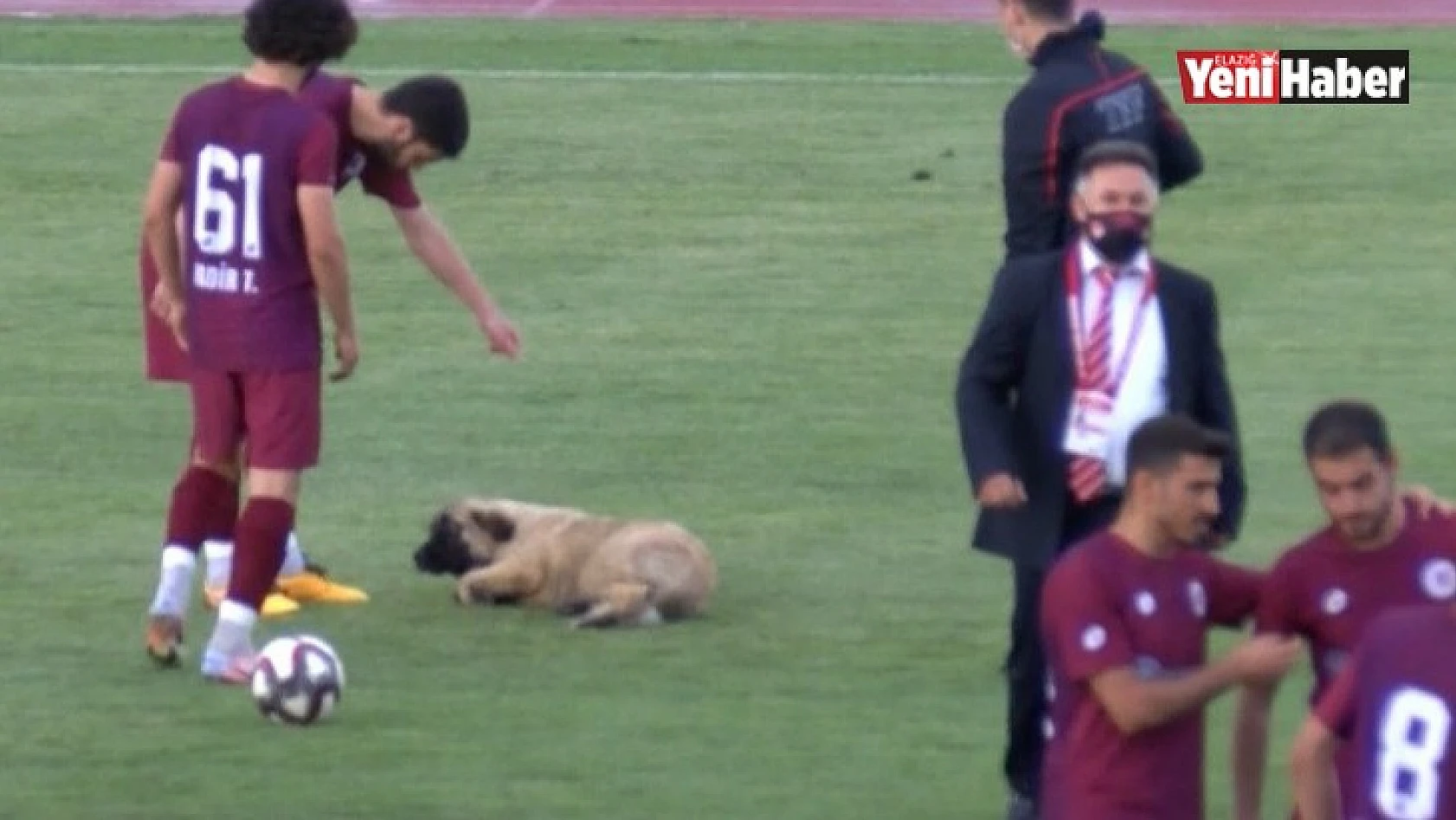 Sevimli Köpek Önce Futbolcularla Antrenman Yaptı Sonra Sahadan Çıkmadı