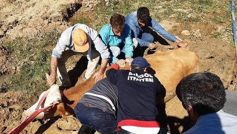 Bingöl'de bataklığa saplanan inek kurtarıldı