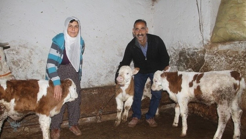 Yavrusu Ölen İnek Bu Sefer "Üçüz"Doğurdu