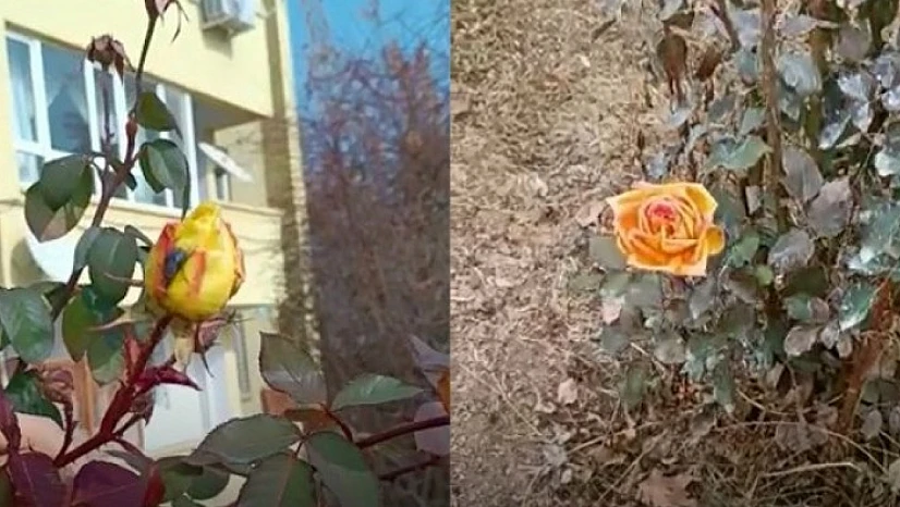 Elazığ'da Görenleri Şaşırtan Olay
